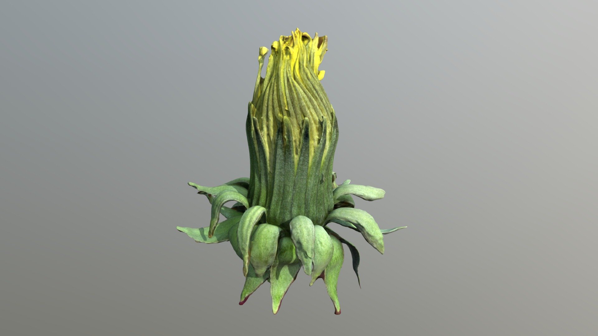 3d Scanned dandelion flower