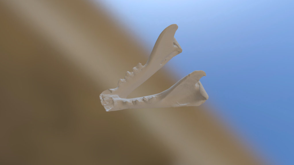 Mountain Lion lower jaw