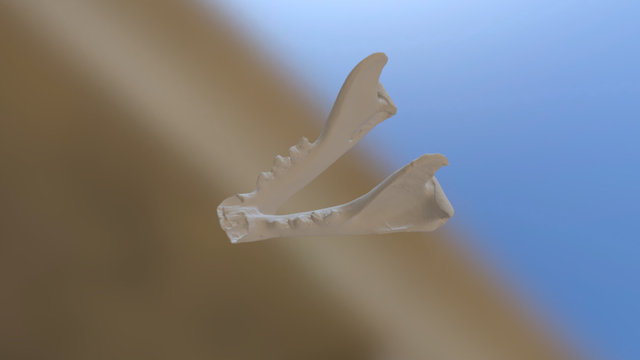 Mountain Lion lower jaw 3D Model