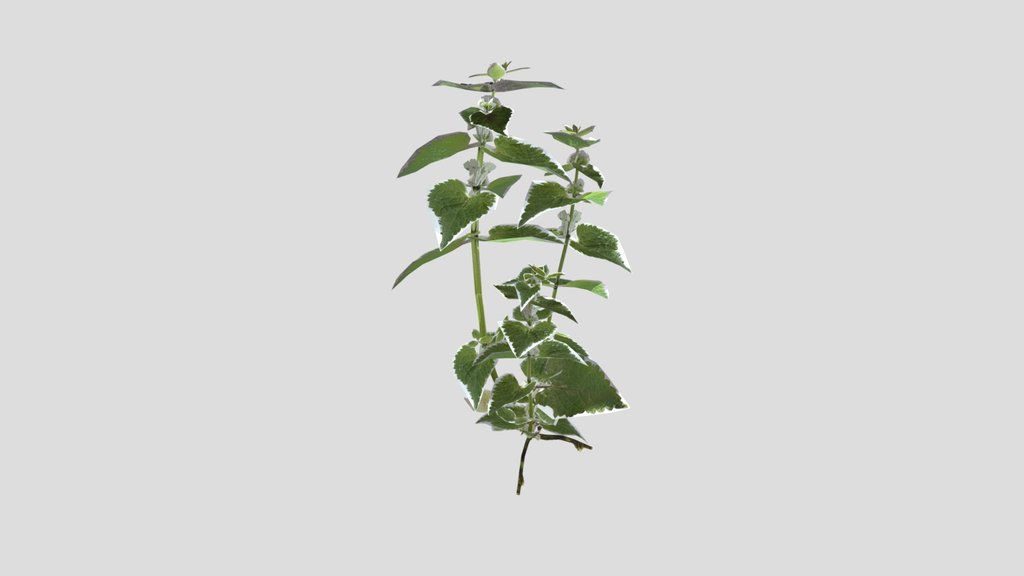 Pack Of White Dead Nettle Lamium Album