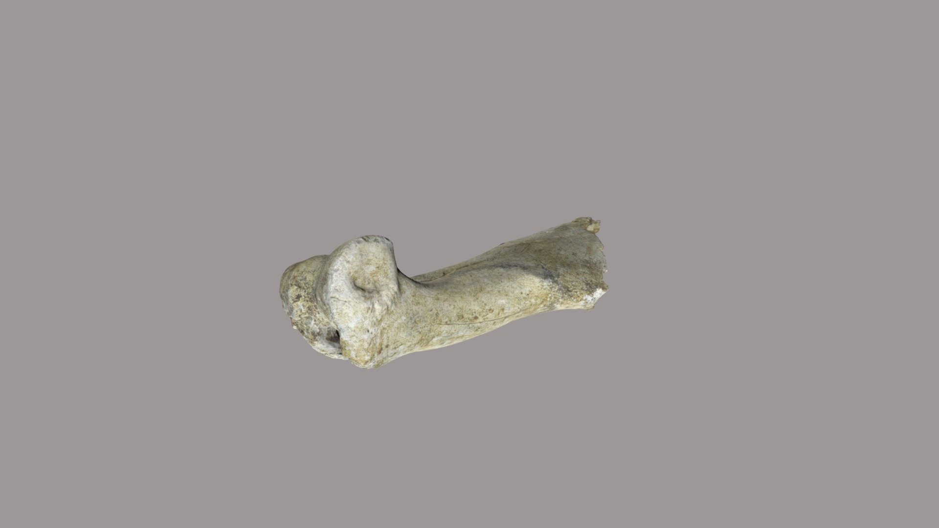 WSC24661 Camelops hesternus humerus