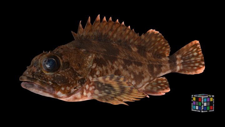 リアルな魚の木製彫刻「カサゴ」 リアルな魚の木製彫刻「カサゴ」 - メルカリ