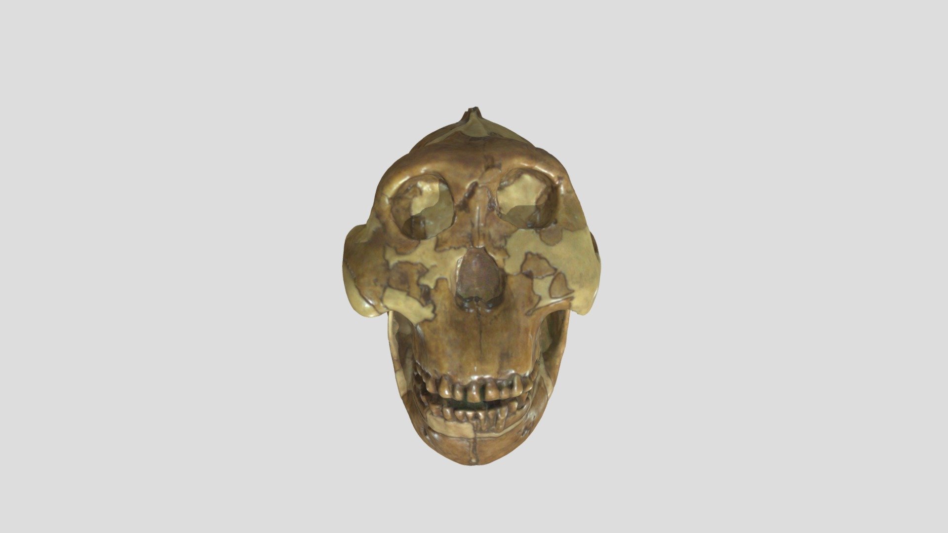 Paranthropus Boisei - 3D Model By Online Learning Media Studio ...