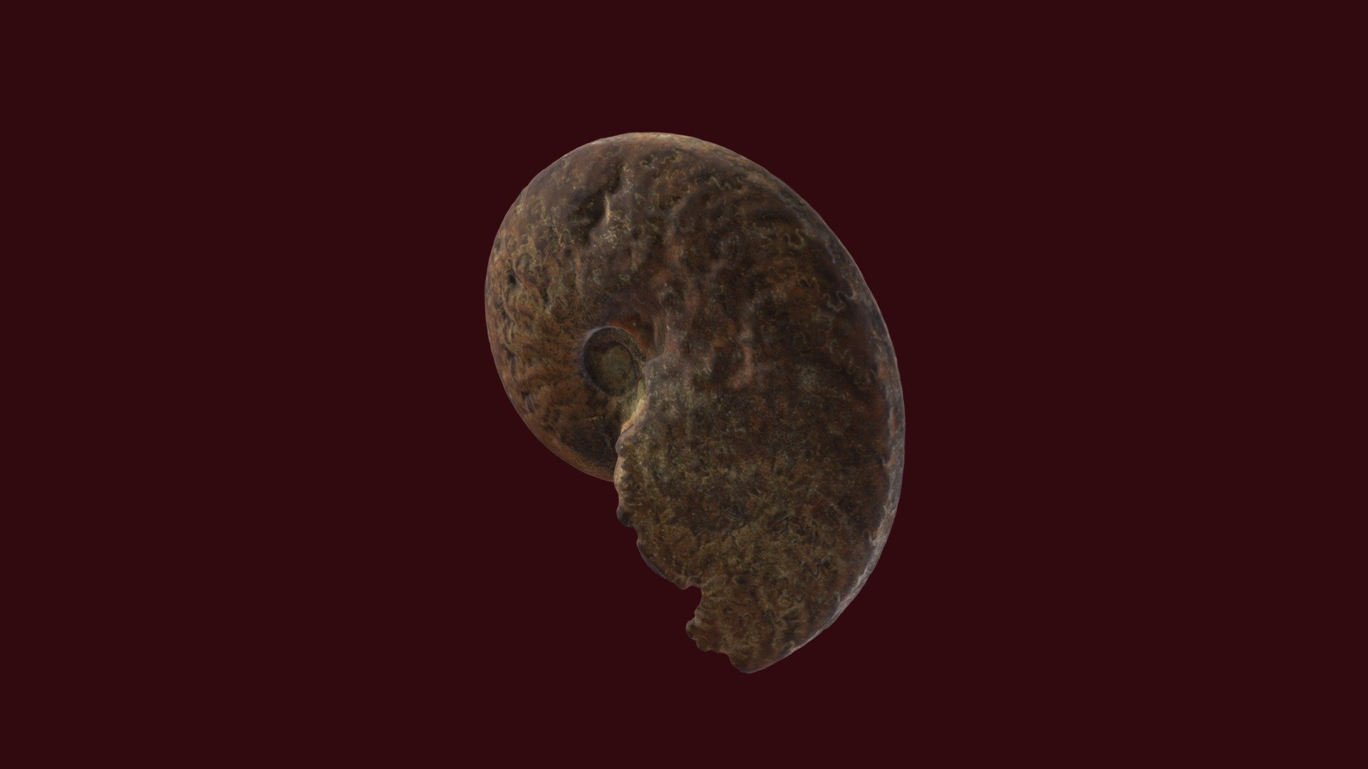 Ammonite from France
