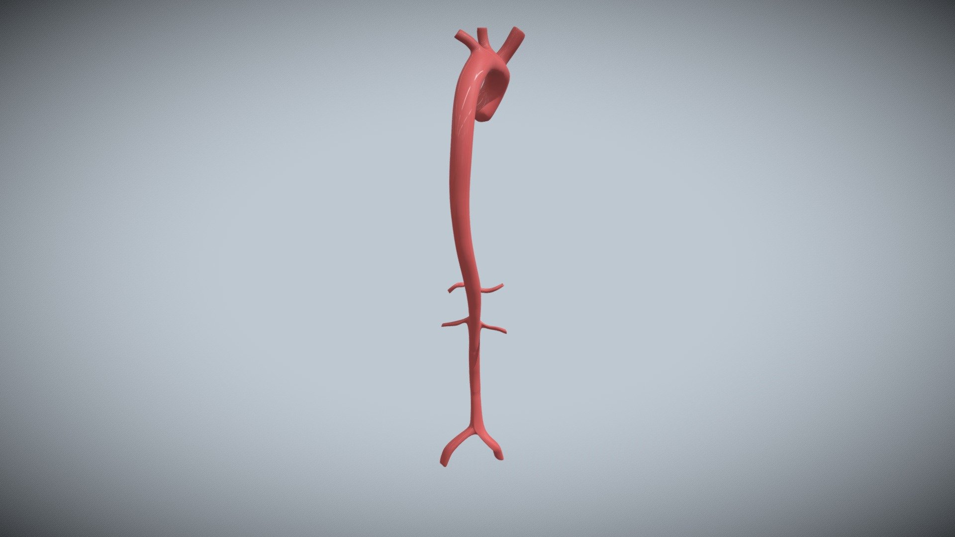 Aorta - 3D model by abbynautel [fa41de6] - Sketchfab
