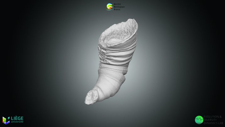 Corail 3D models - Sketchfab