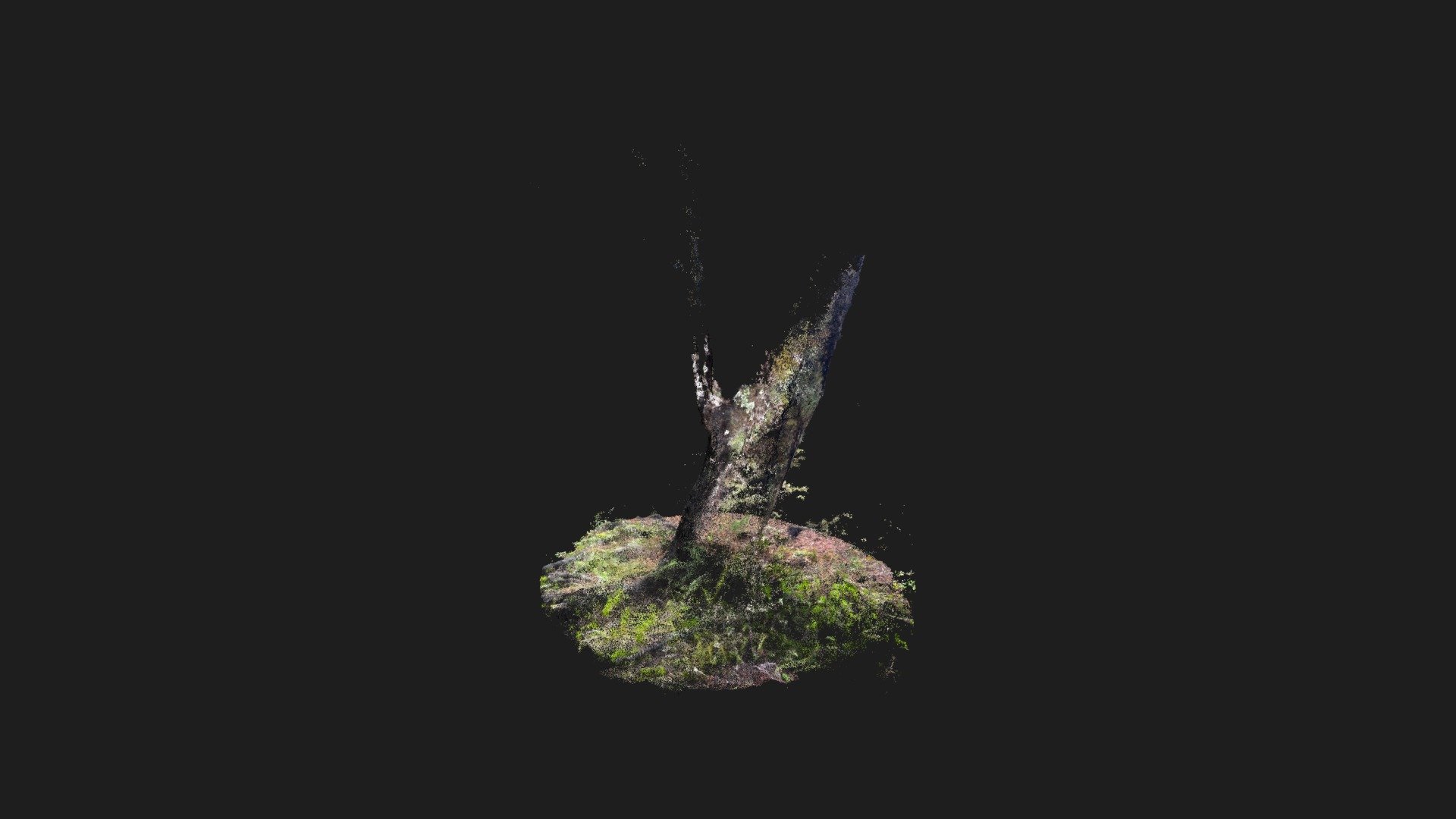 Abel Tasman Tree PointCloud [Scaniverse]