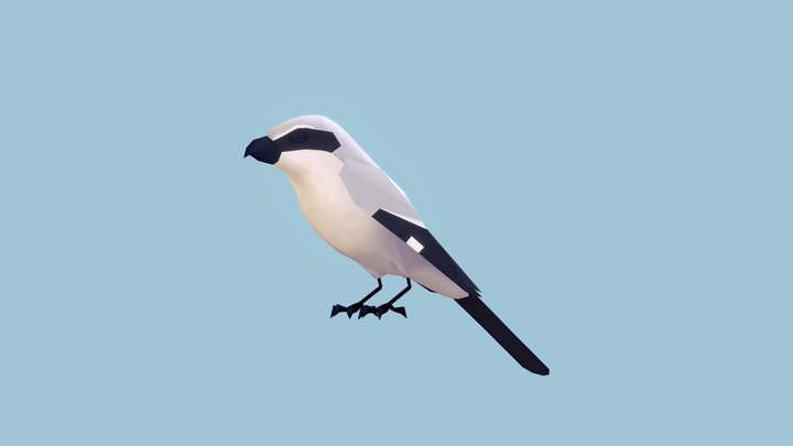 Loggerhead Shrike 3D Model