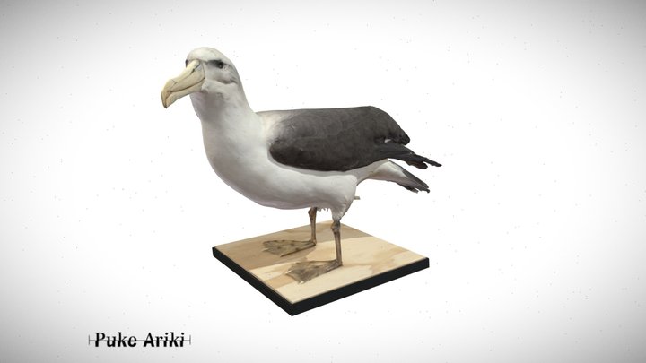 Albatross, Shy Mollymawk 3D Model