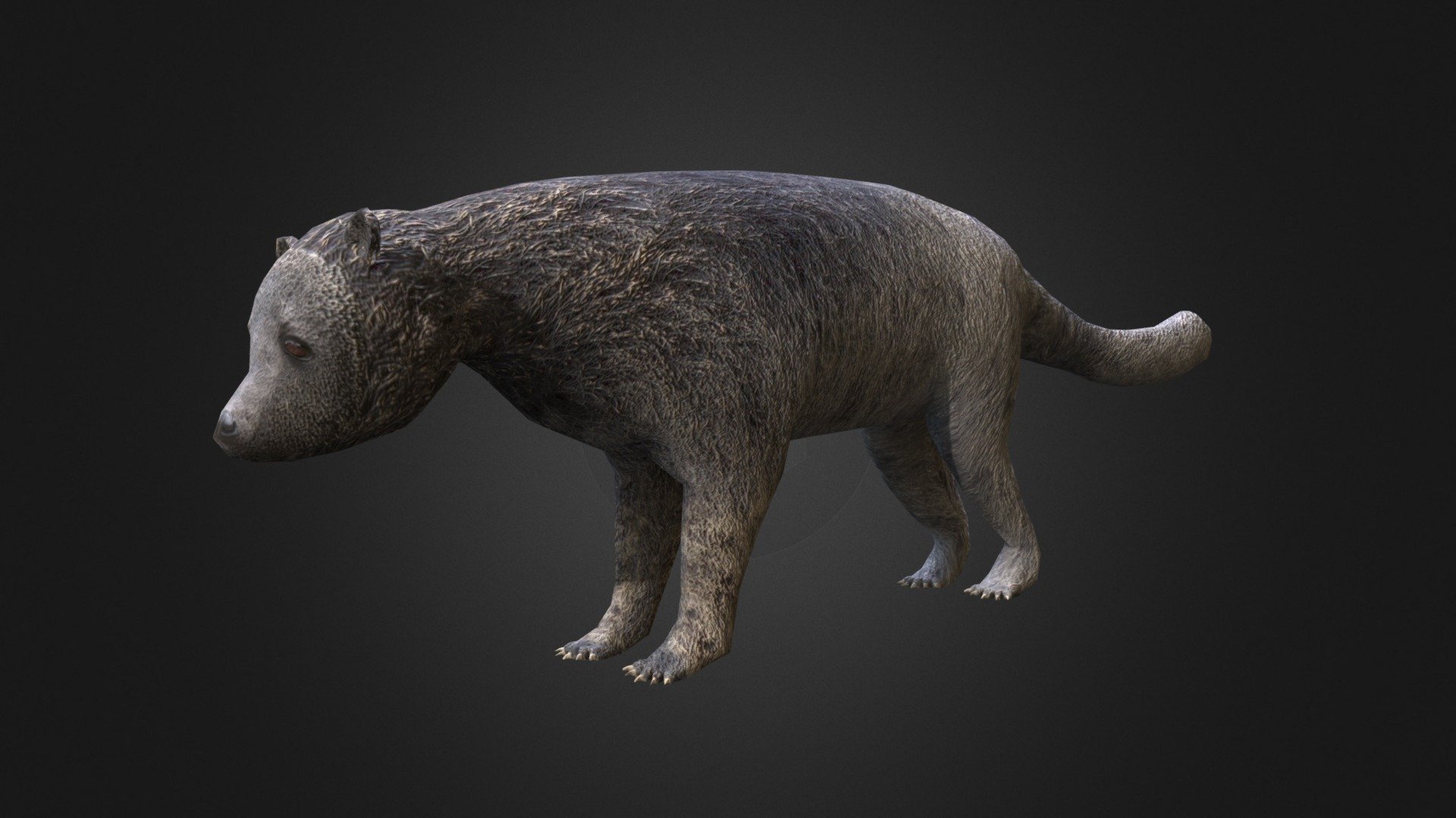 Binturong — Sketchfab embed 3D viewer