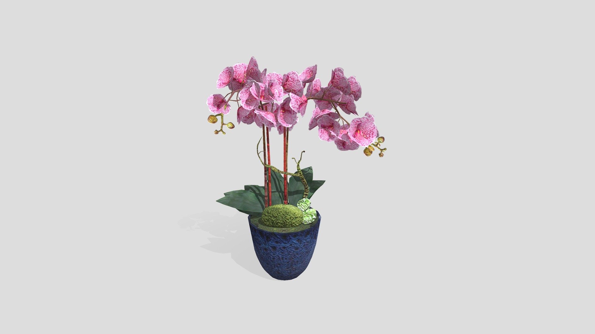 KEJORA-02 Tulip