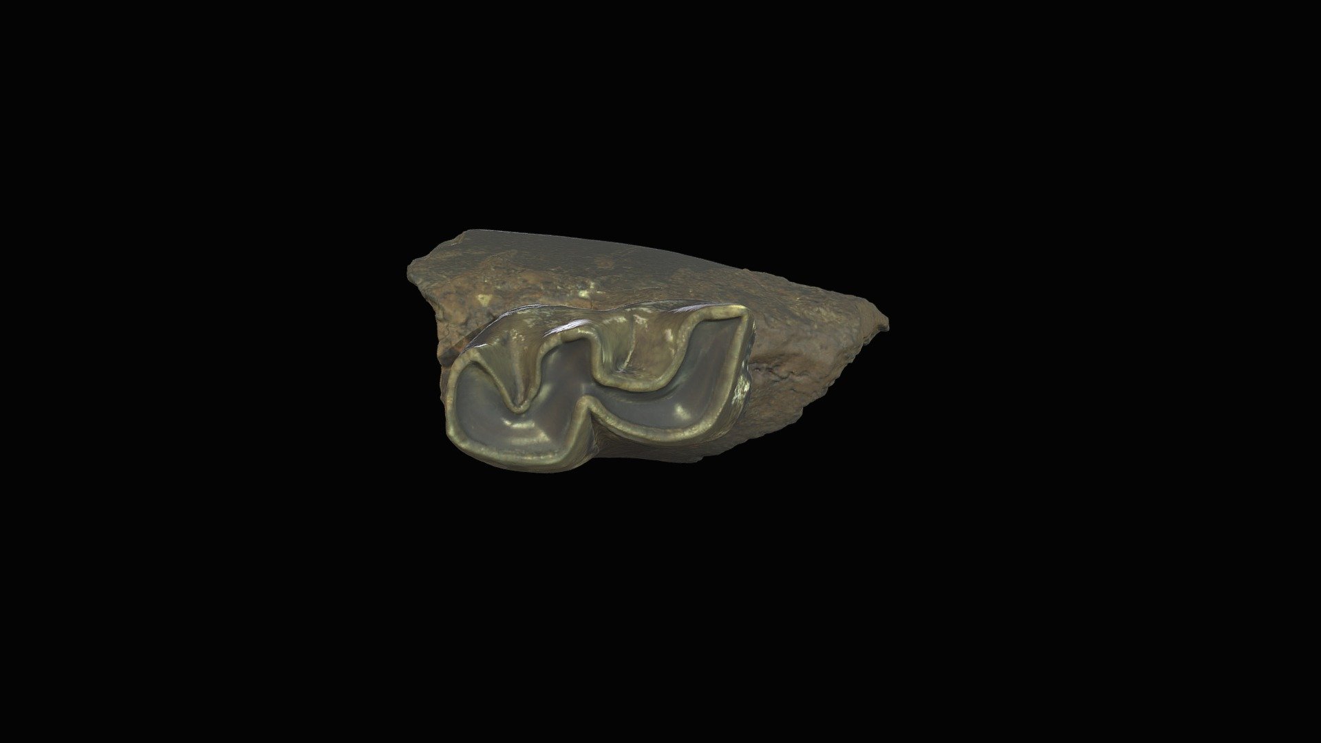 Rhino ramus with molar. Gray Fossil Site, TN.
