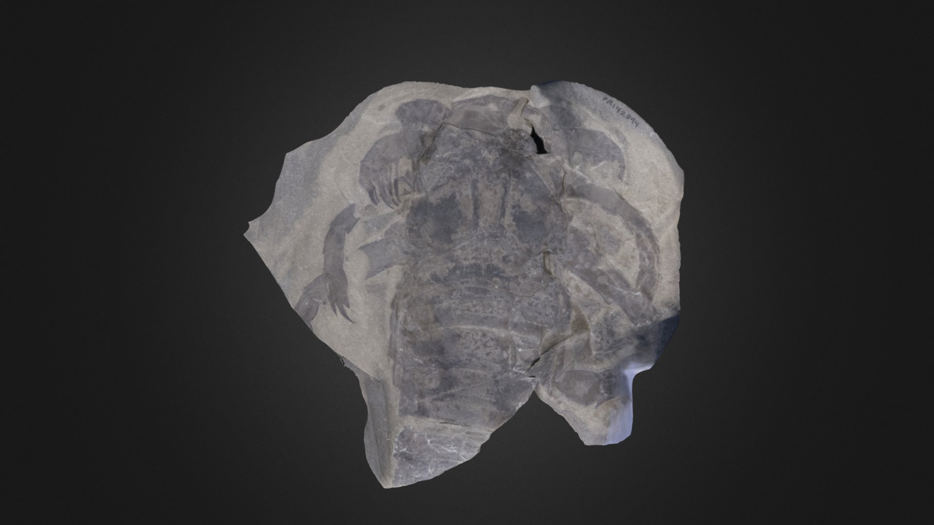 Eurypterid: D. macrocheirus (PRI 42894)