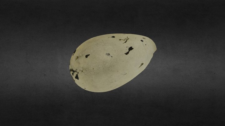 The Scarborough Egg. No.30 3D Model