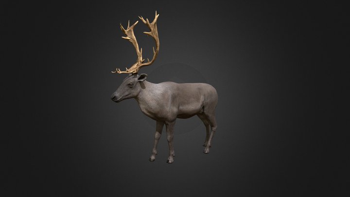 Reindeer 3D Model