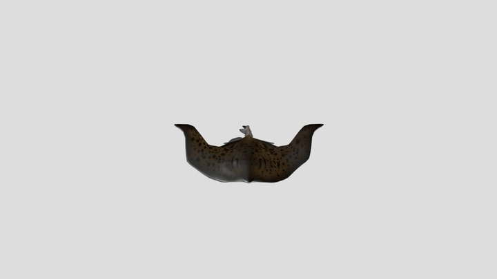 Rayfish Animated