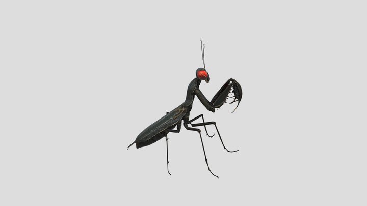 Metallic+mantis+3d+model 3D Model