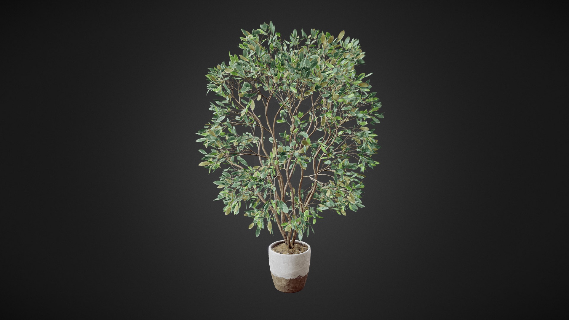 3D model Potted Floor Plant - This is a 3D model of the Potted Floor Plant. The 3D model is about a small tree in a pot.