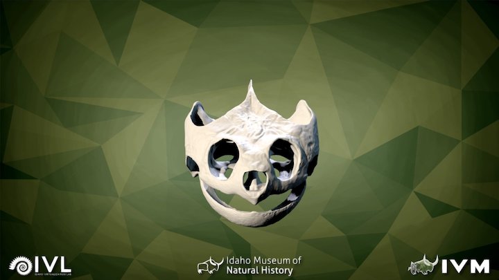 IMNH R-923 Common Snapping Turtle Skull – Modello 3D gratuito STL