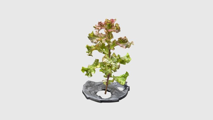 a grown sunny lettuce 3D Model