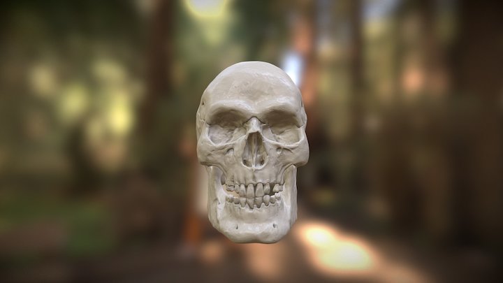 Skull Modeling 3D Model