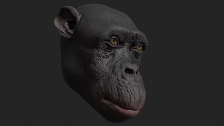 Chimpanzee 3D Model