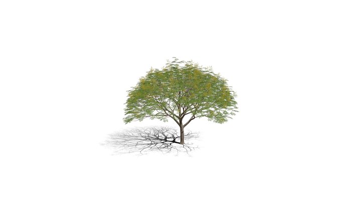 Realistic HD Chinese flame tree (4/20) 3D Model