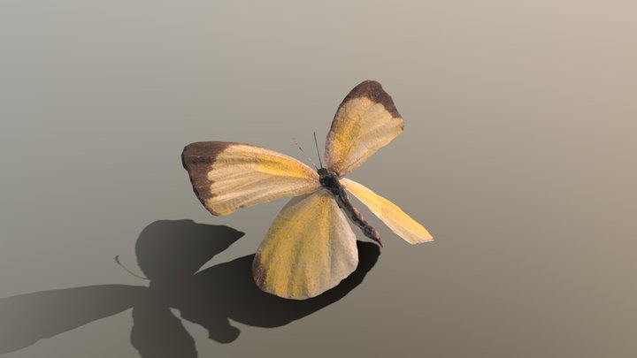 Spotless Grass Yellow ツマグロキチョウ 1 – Free 3D Model STL