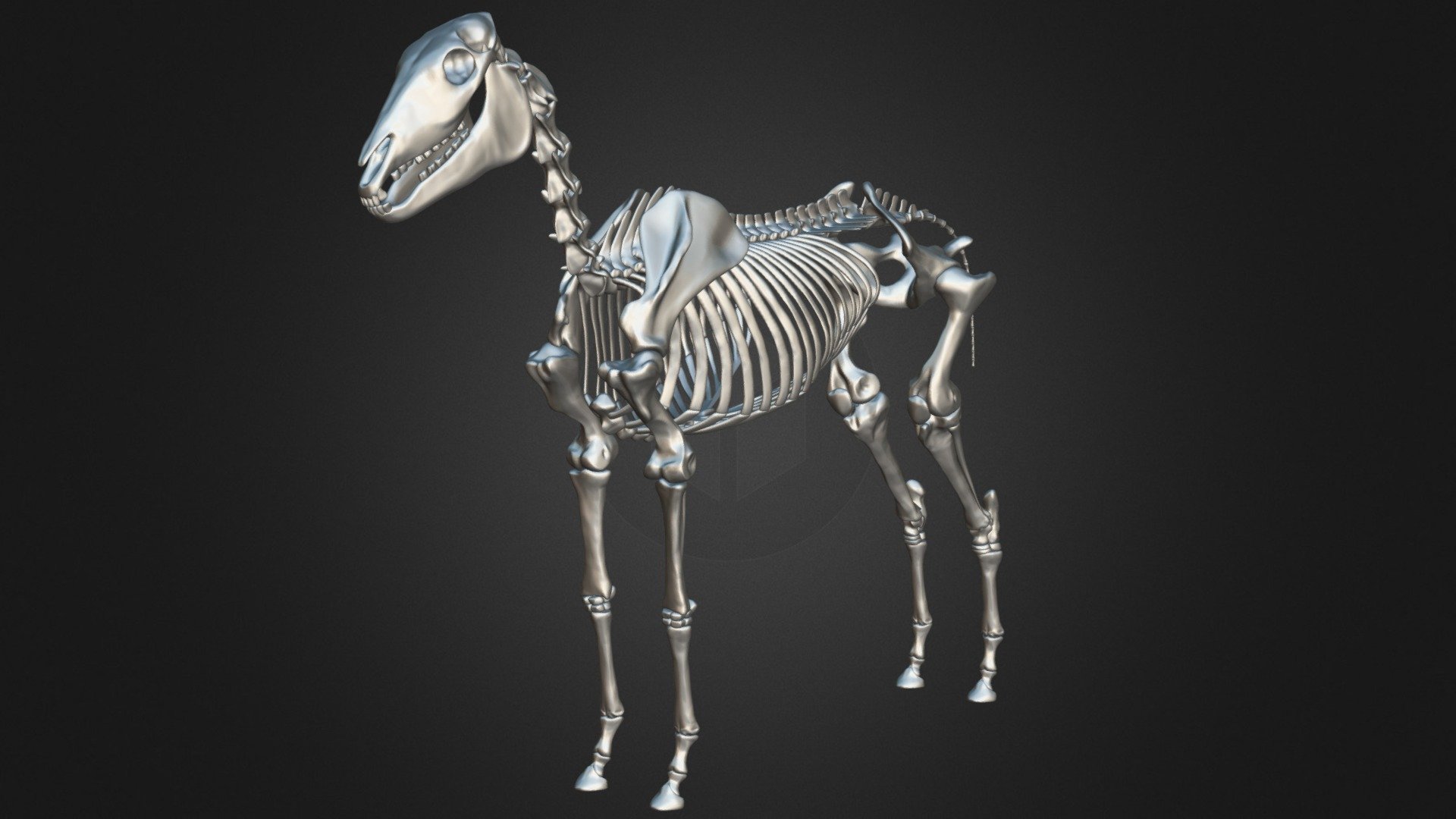 Dog Skeleton 3D Model – 3D Horse