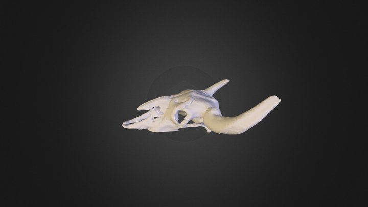 Cráneo de búfalo 3D Model
