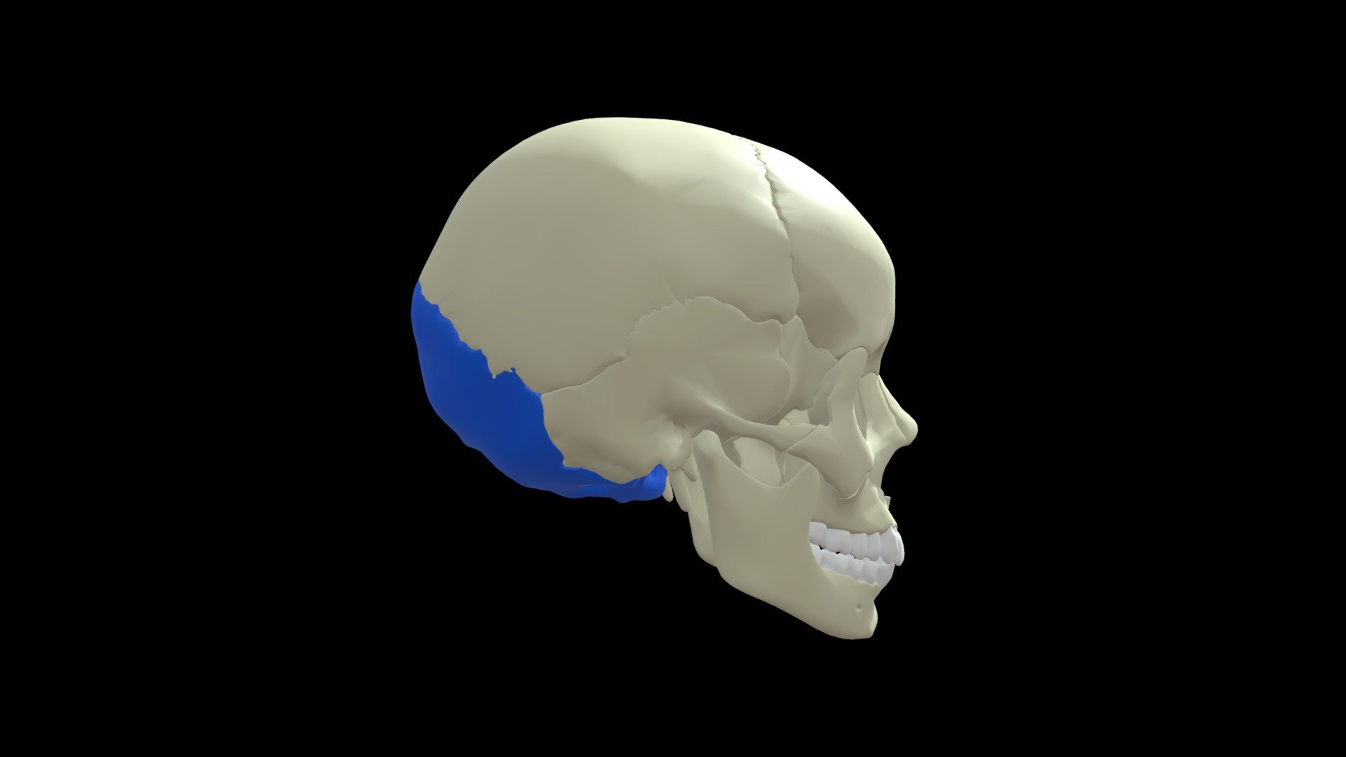 Occipital Bone Download Free 3d Model By Mary Orczykowski Anatomary Fa64bb1 Sketchfab 2969