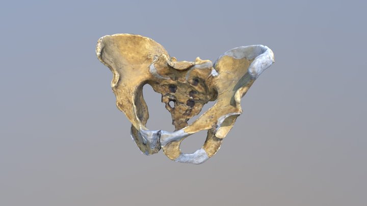 Neanderthal Pelvis 3D Model