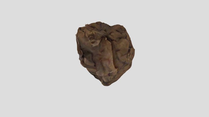 Brain 5 3D Model