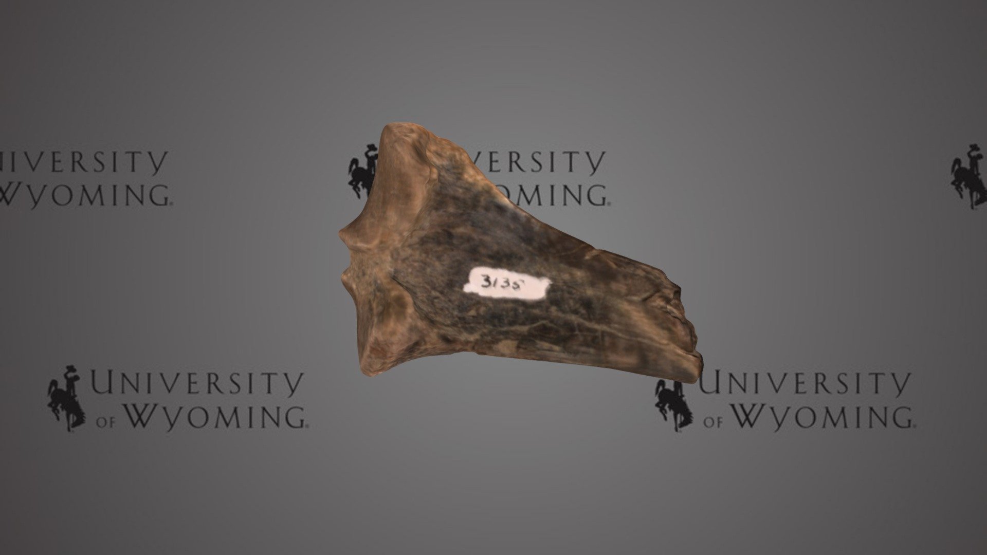UW 3135 B - Hyrachyus sp., Partial Limb Bone