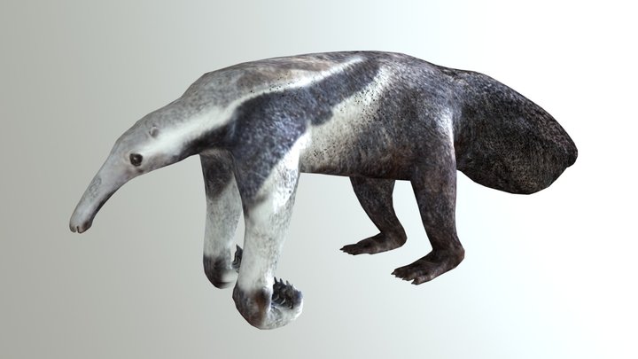 Anteater 3D Model