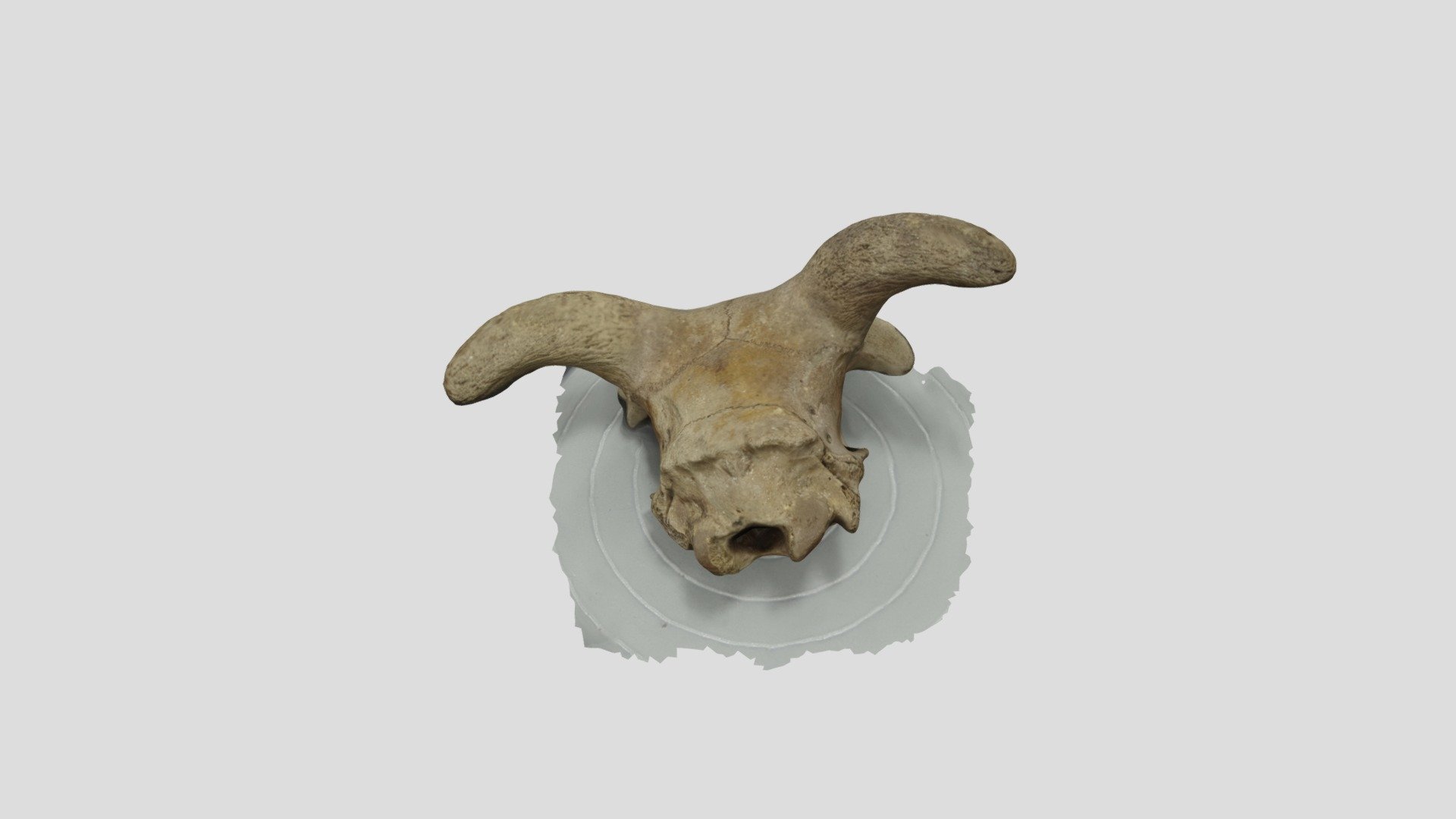 Lucy Leo Skull