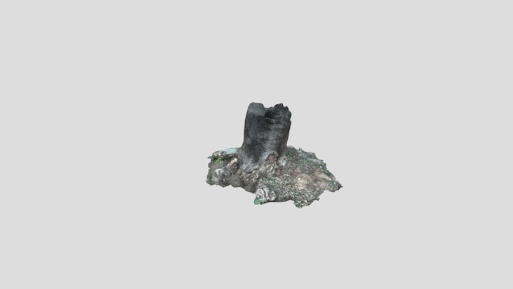 Tronco Tratado 3D Model