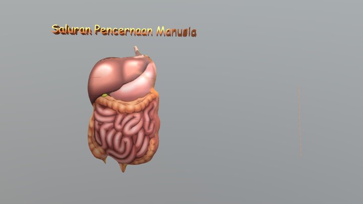 Object Pencernaan 3D Model