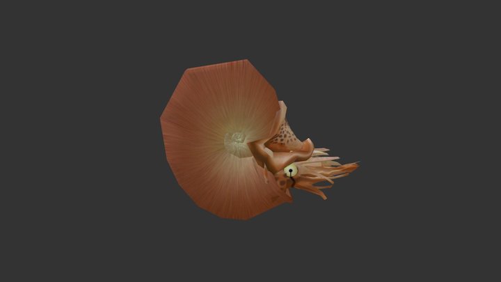 Ammonite - color 3D Model
