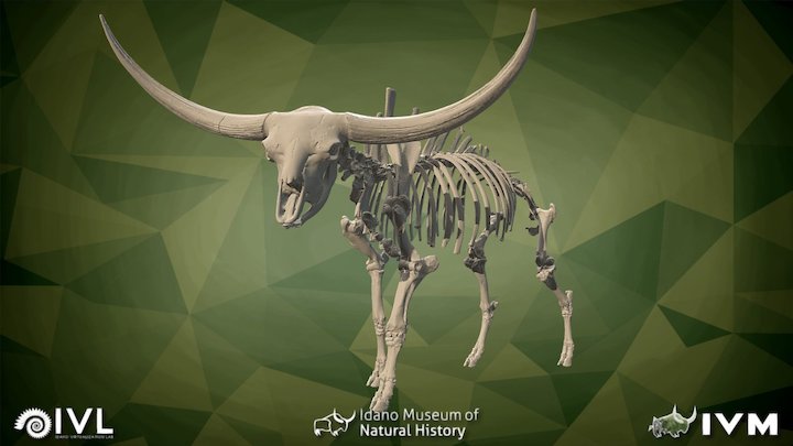 Bison latifrons courtesy of BOR – Modello 3D gratuito STL