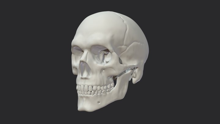 Human Skull (Homo sapiens) 3D Model