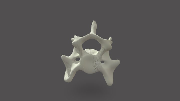 Canine- C6 Vertebra 3D Model