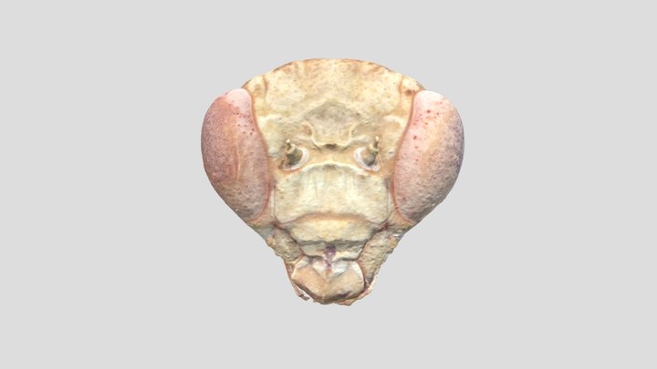 Head of Dystacta alticeps (Bush Tiger Mantid) 3D Model