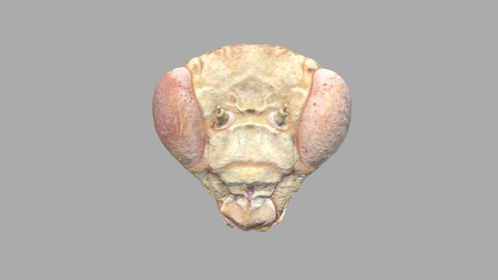 Head of Dystacta alticeps (Bush Tiger Mantid) 3D Model
