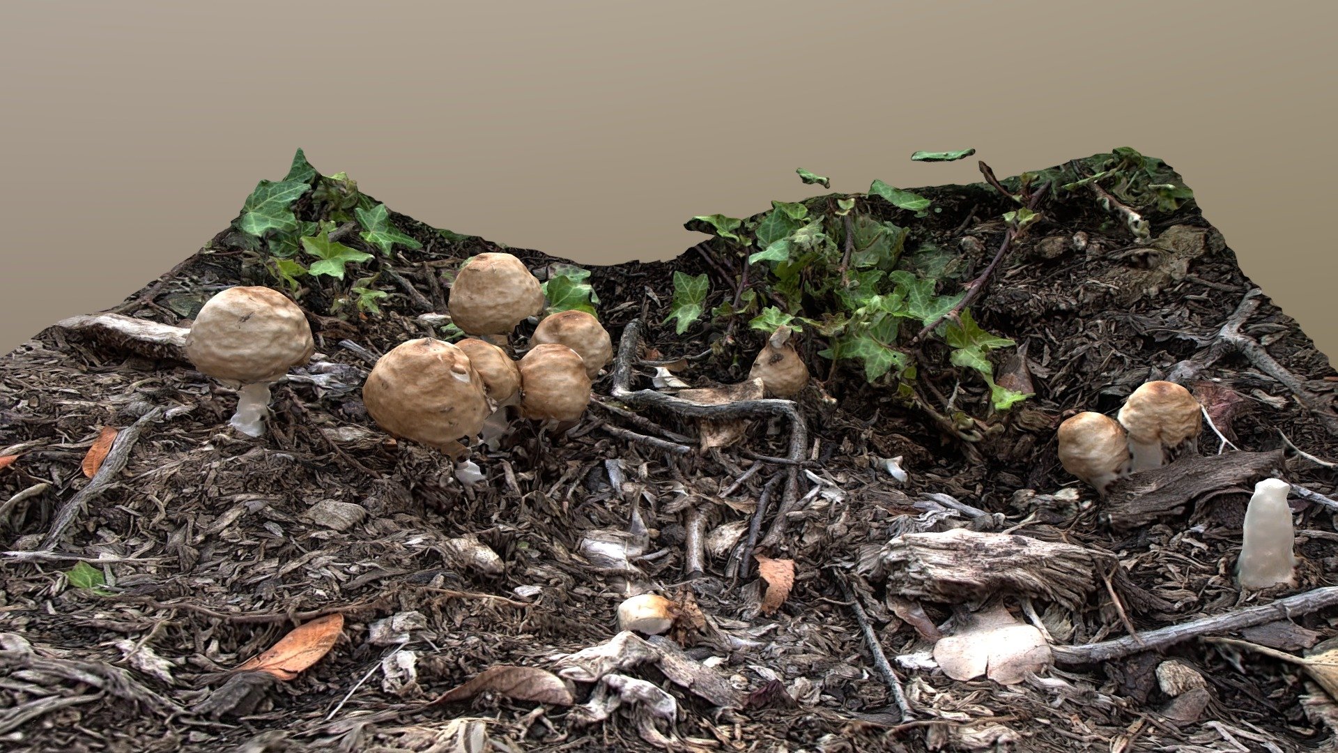 Mushrooms