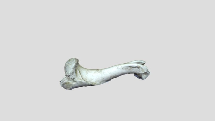 Bone 1 3D Model