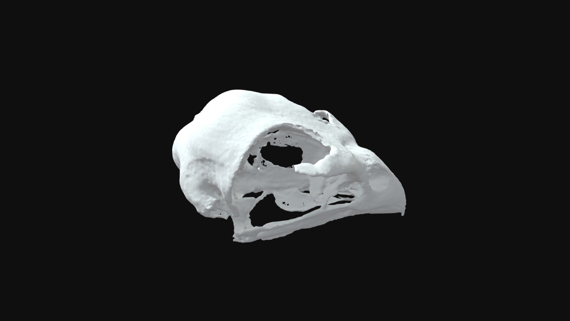 Brown Goshawk (Accipiter fasciatus) — Sketchfab embed 3D viewer