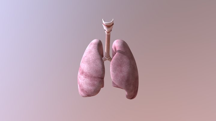 Lunge 3D Model