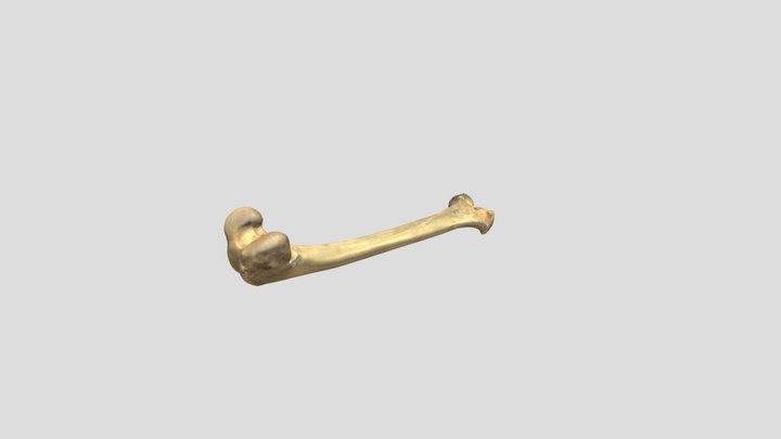 Borowed_Scan_23 3D Model