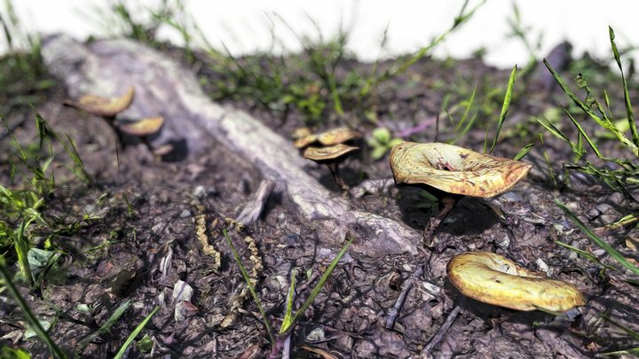 Mushrooms – Modello 3D gratuito STL
